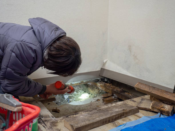 Best Mold Damage Restoration  in Garden City, SC