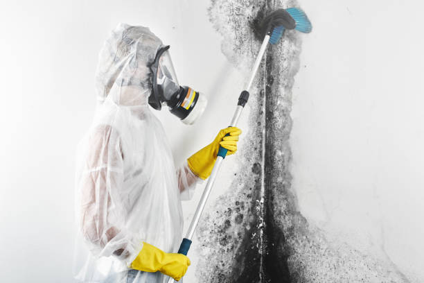 Best Basement Mold Removal  in Garden City, SC