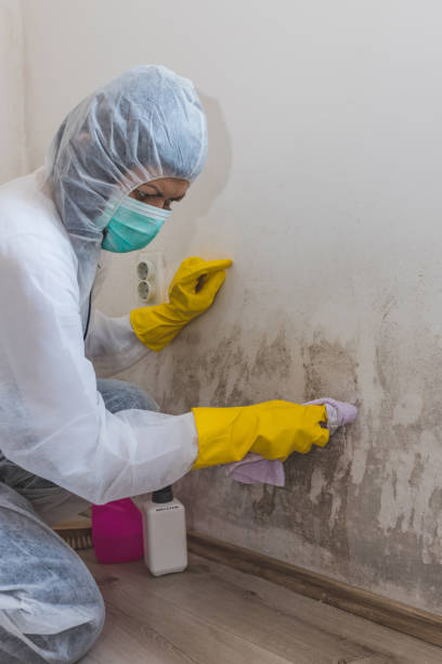  Garden City, SC Mold Removal Pros