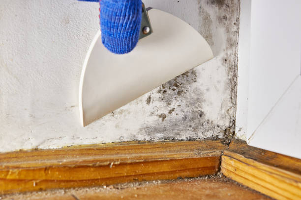 Best Mold-Related Health Consultation  in Garden City, SC